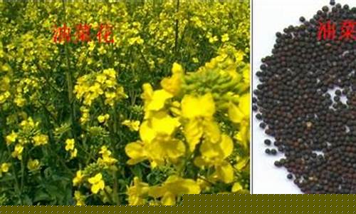 油菜籽期货(油菜籽期货基础知识)_https://www.czytfl.com_期货行情_第1张