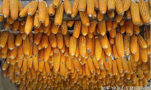 玉米最新行情 期货(玉米期货行情玉米价格)_https://www.czytfl.com_期货_第1张