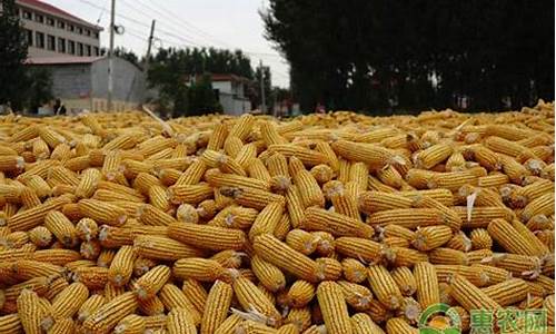 赤峰玉米期货价格行情(赤峰玉米最新价格)_https://www.czytfl.com_期货_第1张