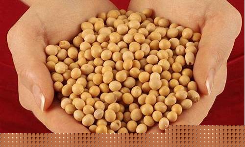11月19日大豆期货行情(11月19日大豆期货行情分析)_https://www.czytfl.com_期货_第1张